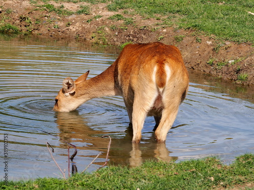 brown animal standing in a pond drinking water on a sunny day, brown background wallpaper,