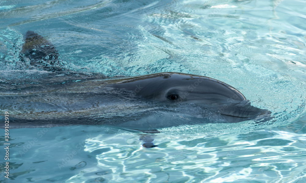Fototapeta premium dolphin swimming in the pool