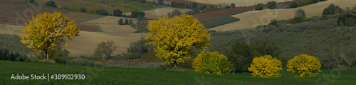 Fototapeta Naklejka Na Ścianę i Meble -  alberi con colori autunnali
