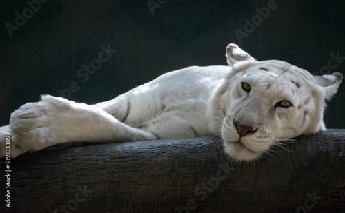 white lion laying down photo