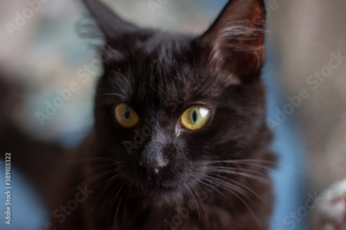 black cat portrait