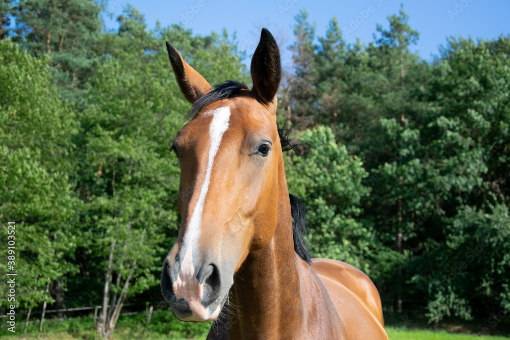 Obraz premium portrait of a horse