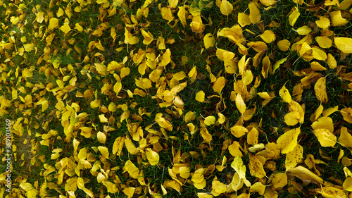 alberi in autunno con foglie gialle