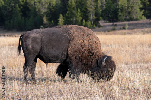 Bison grazing Yellowstone bull buffalo close. Wildlife and animal refuge for great herds of American Bison Buffalo and Rocky Mountain Elk. Yellowstone National Park in Wyoming