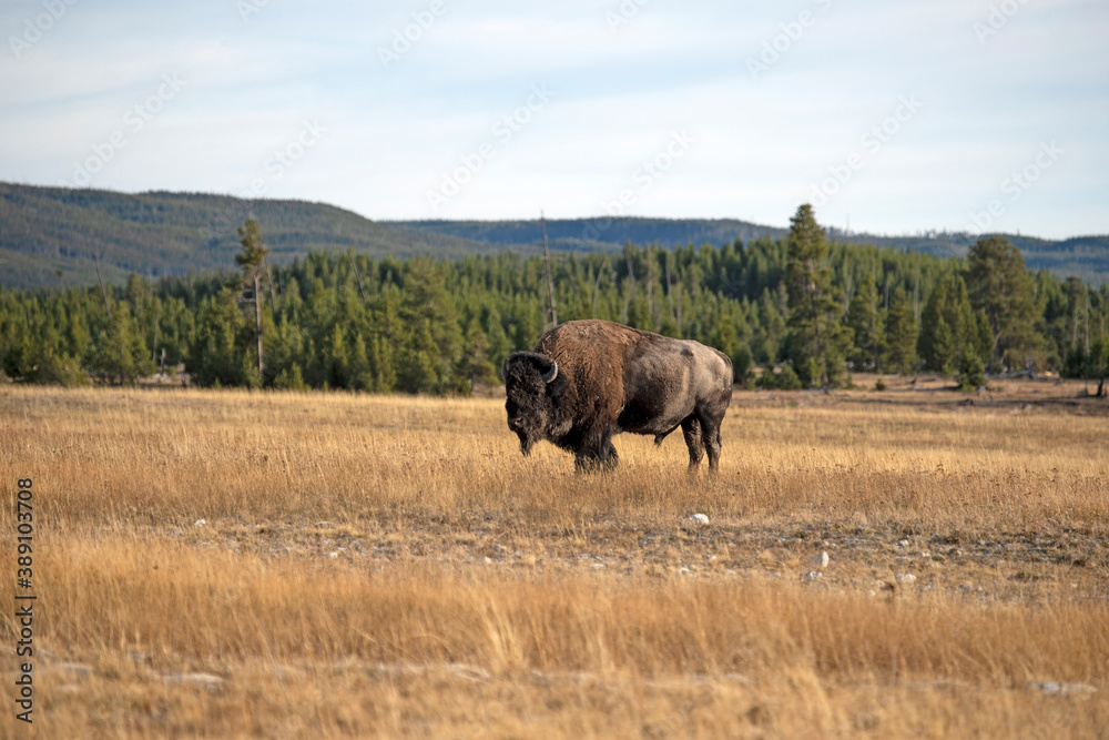 Buffalo male bull bison walking Yellowstone meadow forest 1156. Wildlife and animal refuge for great herds of American Bison Buffalo and Rocky Mountain Elk. Yellowstone National Park in Wyoming Buffalo male bull bison walking Yellowstone meadow forest 1156. Wildlife and animal refuge for great herds of American Bison Buffalo and Rocky Mountain Elk. Yellowstone National Park in Wyoming