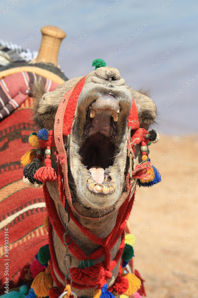 Brüllendes Kamel