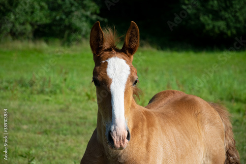 horse eating grass