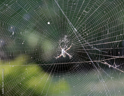 Spinnen in der Karibik