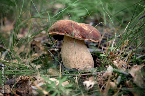 A large white mushroom grows in the forest among the grass