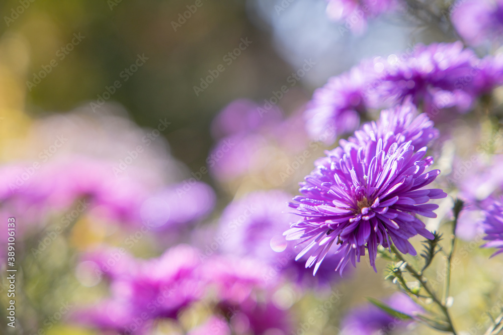 Fototapeta premium Beautiful flowers in the garden