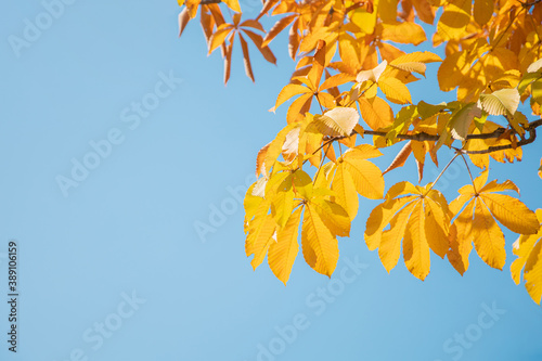 Yellow leaves in the blue sky