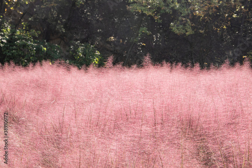 Pink grass field in the park