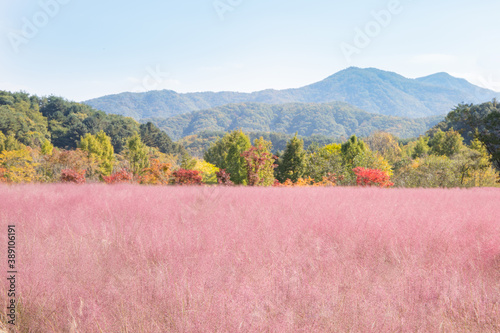 Green mountain and pink field