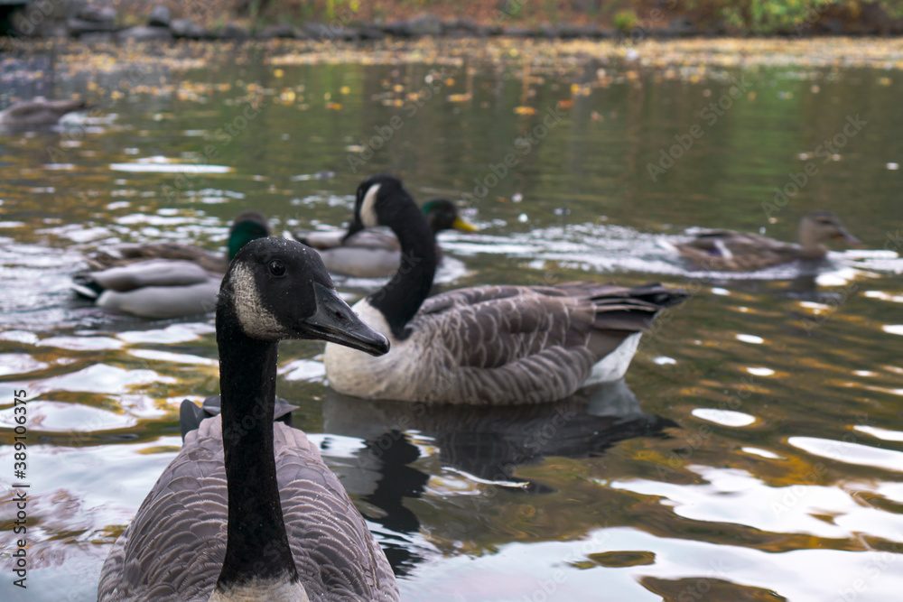 Large wild geese swimming in a body of water: river, pond or lake. Goose looking at the camera