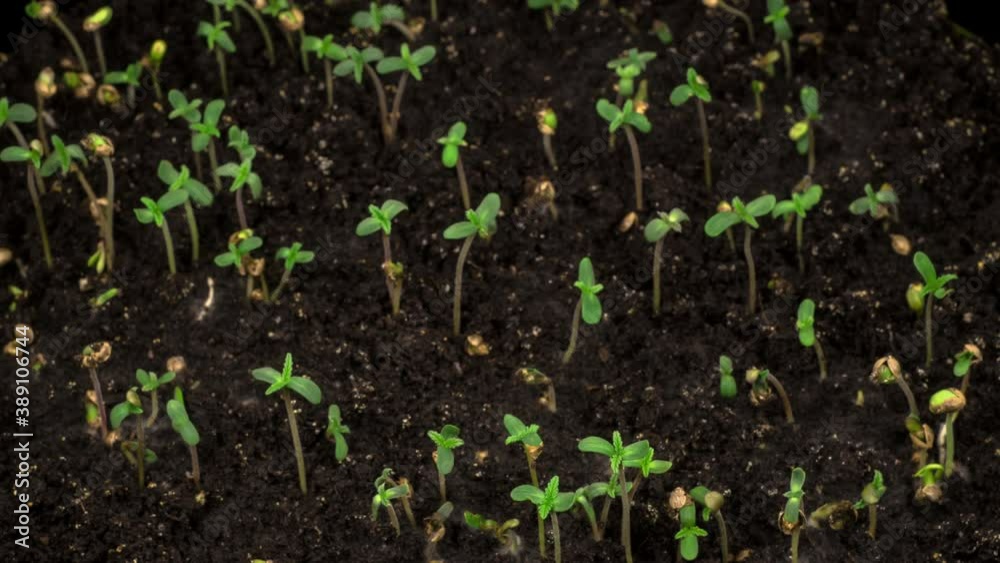 Marijuana Plant Growing on a Black Background. Time Lapse. 4K. Marijuana Plant Growing on a Black Background. Time Lapse. 4K.