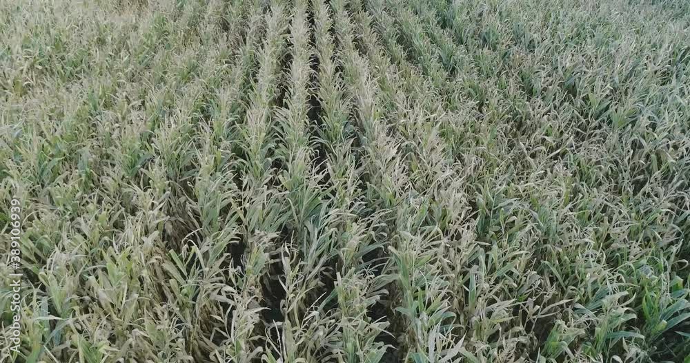 Rows of corn waiting for harvest Rows of corn waiting for harvest