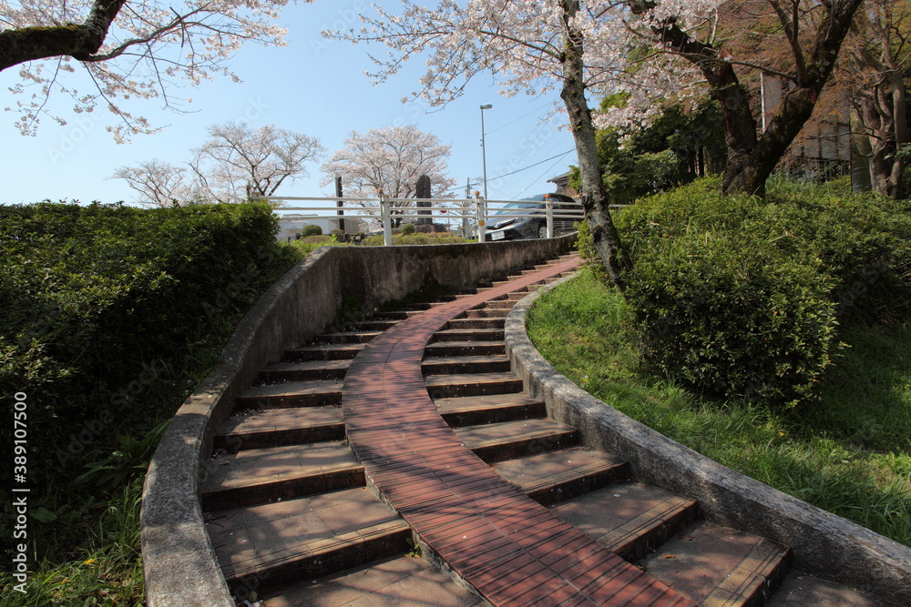 階段と桜