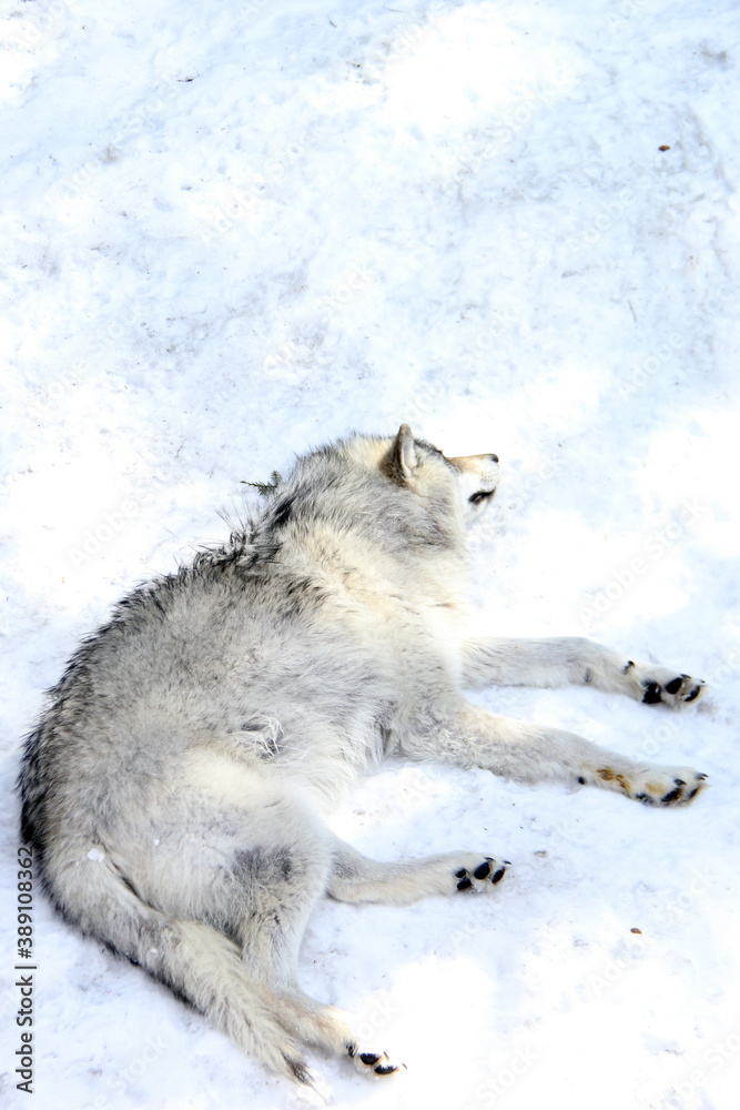 Naklejka premium wolf sleeping on snow