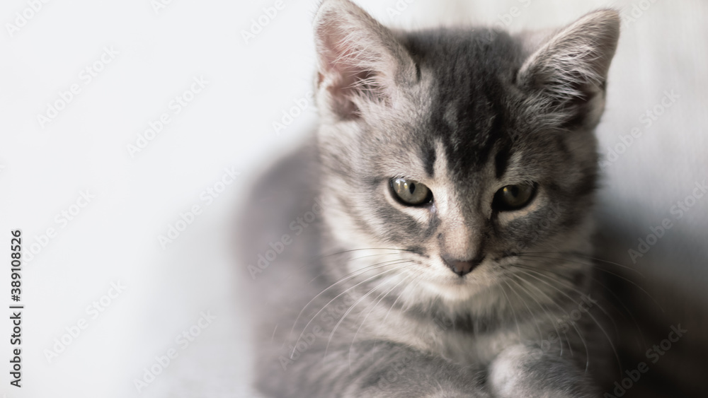 Retrato en primer plano de hermosa y adorable pequeña gata de color gris y de dos meses de edad sobre un fondo blanco desenfocado y con luz natural sobre su rostros. 