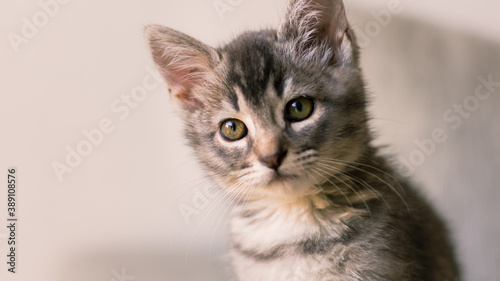 Retrato en primer plano de hermosa y adorable pequeña gata de color gris y de dos meses de edad sobre un fondo blanco desenfocado y con luz natural sobre su rostros. 
