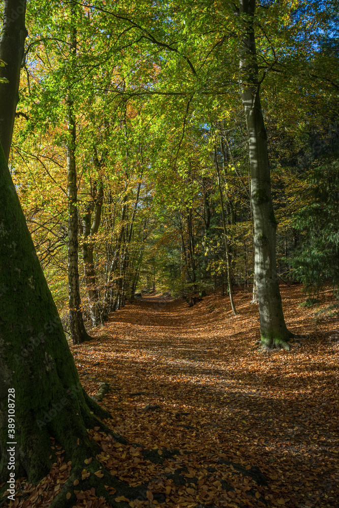 Fototapeta premium hiking path in an autumn forest