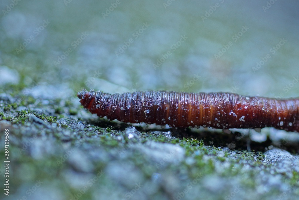part of a red long worm in the sand lies on a gray stone on the street part of a red long worm in the sand lies on a gray stone on the street