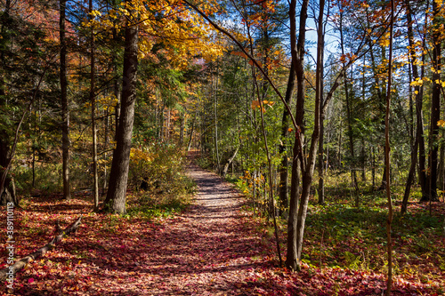 PFall Colours Maple Nature Reserve photo