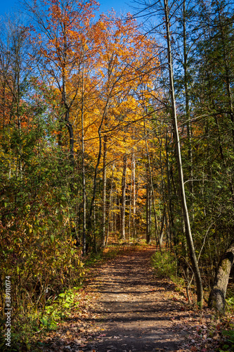 Fall Colours Maple Nature Reserve photo