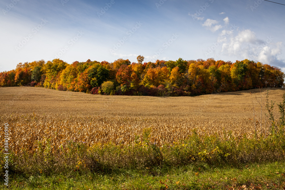 Naklejka premium Fall Colours Northumberland Ontario