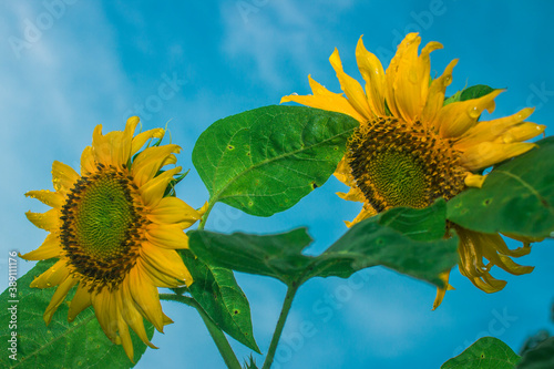 sunflowers in the bright morning with blue sky