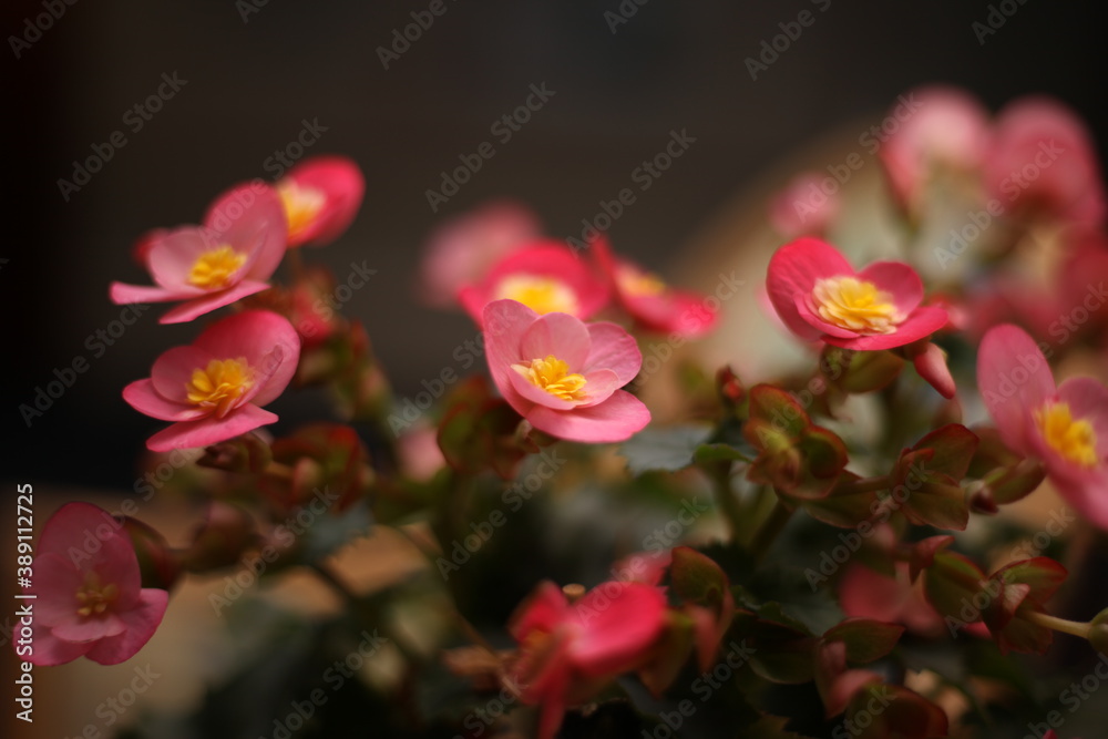 Fototapeta premium Home flowers. The photo was taken at night.