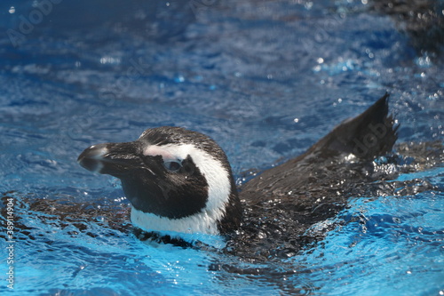 penguin in the water