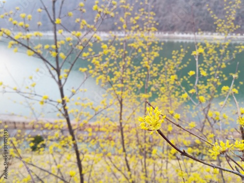 남한강변의 봄 풍경