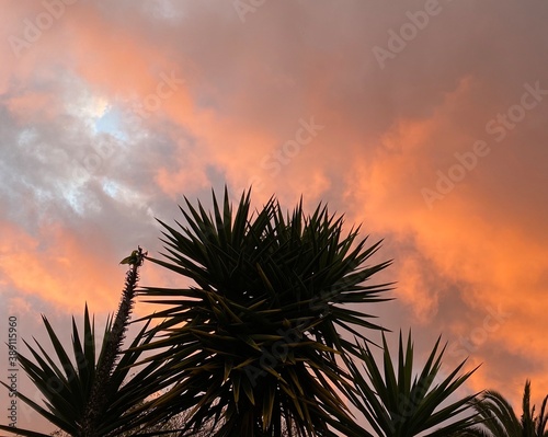 Sunset sky over yukkas in Melbourne