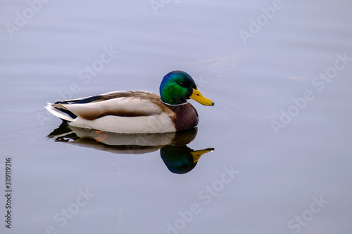 Mallard duck afloat in a pond with reflection