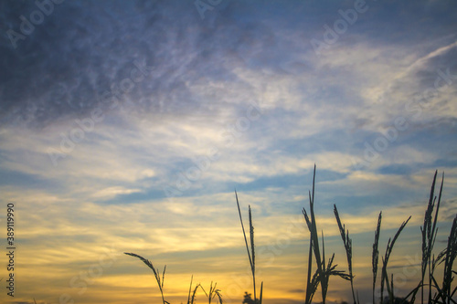 wheat field at sunset