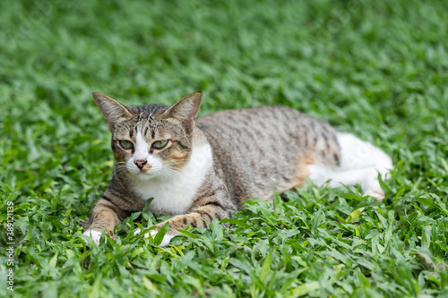 The cat is lying and resting. In the green lawn in the summer