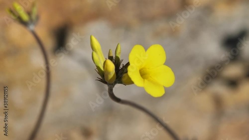 Pachypodium rosulatum, Yellow Desert Flower, Isalo National Park, Madagascar photo