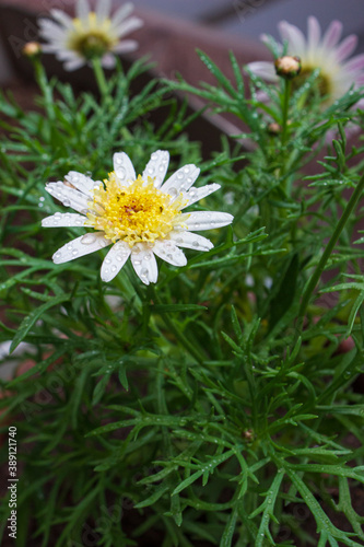 Fototapeta Naklejka Na Ścianę i Meble -  Daisy flower blooming after a rainy day on spring time