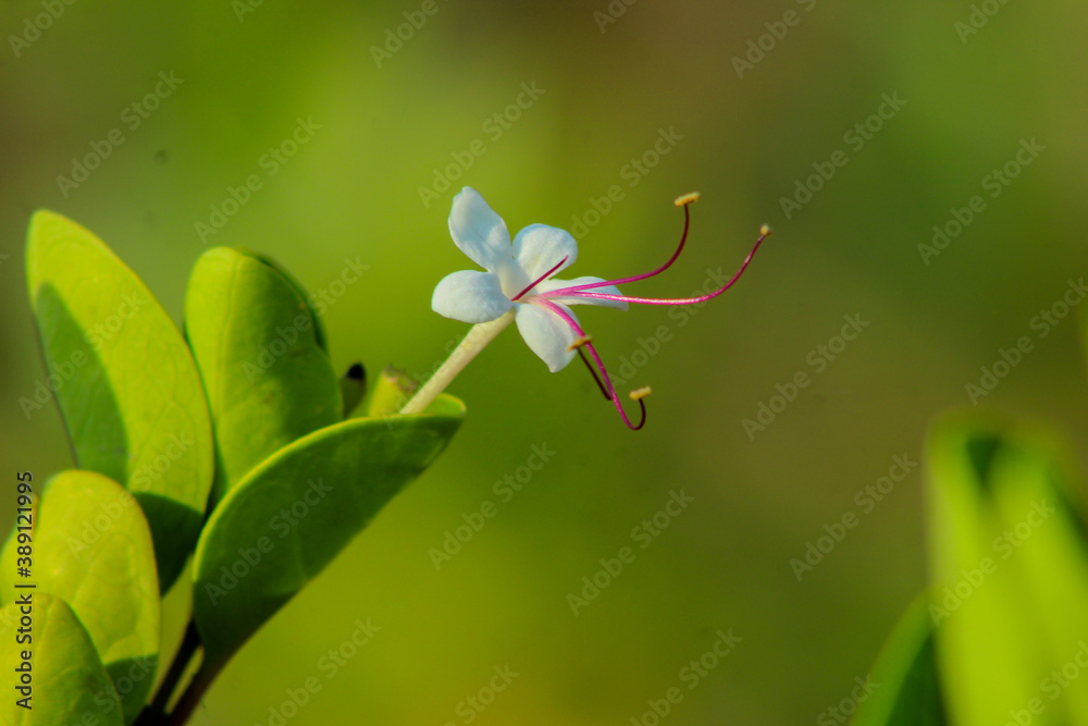 dragonfly on a flower