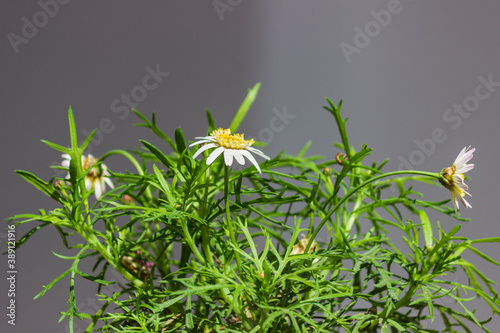 Daisy flower bloomiing after a rainy day on spring time photo