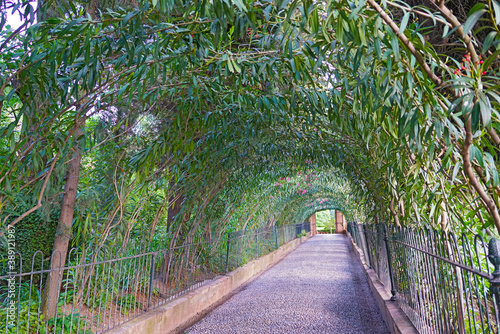 A park alley under canopy of evergreen shrubs. Beautiful alley with flourishing bushes in Andalusien province of Spain. photo