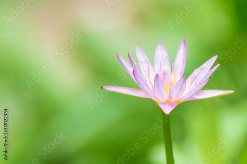 Beautiful pink water lilies, pink water lilies with leaves blurred background © kaewphoto