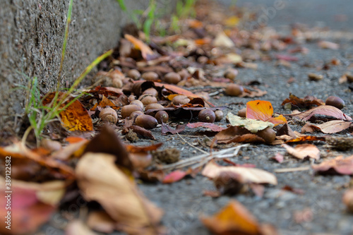 道の隅に落ち葉やドングリが溜まっている風景