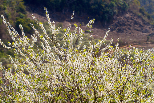 Plum plantation in Spring. Location: Moc Chau Plateau, Vietnam photo