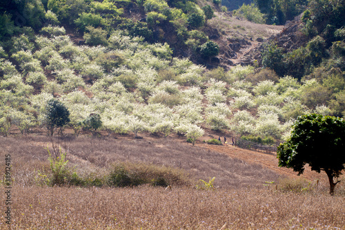 Plum plantation in Spring. Location: Moc Chau Plateau, Vietnam photo