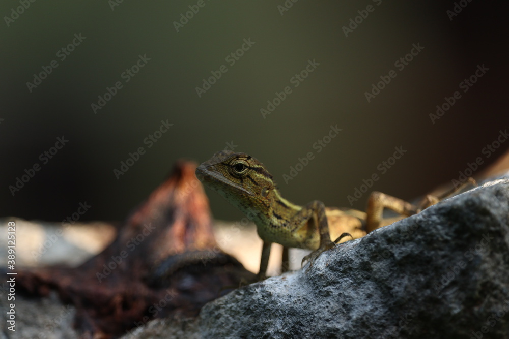 Obraz premium lizards