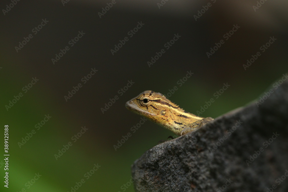 Fototapeta premium lizards