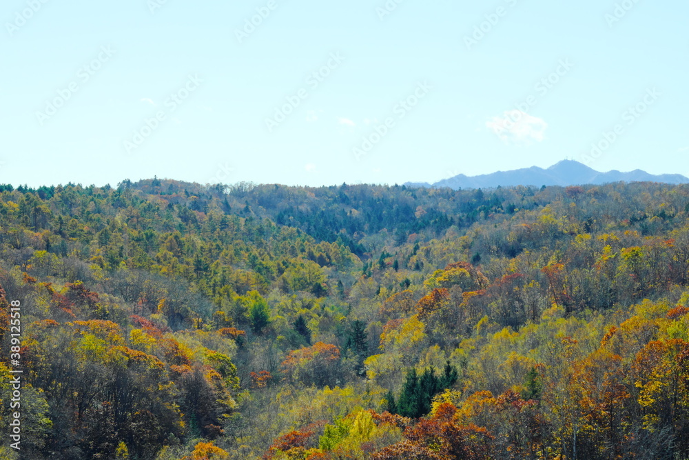 山の紅葉