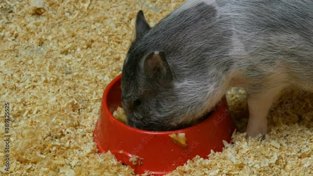 Funny dwarf pig eating from a bowl in a petting zoo, animals in captivity. Funny dwarf pig eating from a bowl in a petting zoo, animals in captivity.